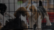 Charleston Animal Society Text Marketing